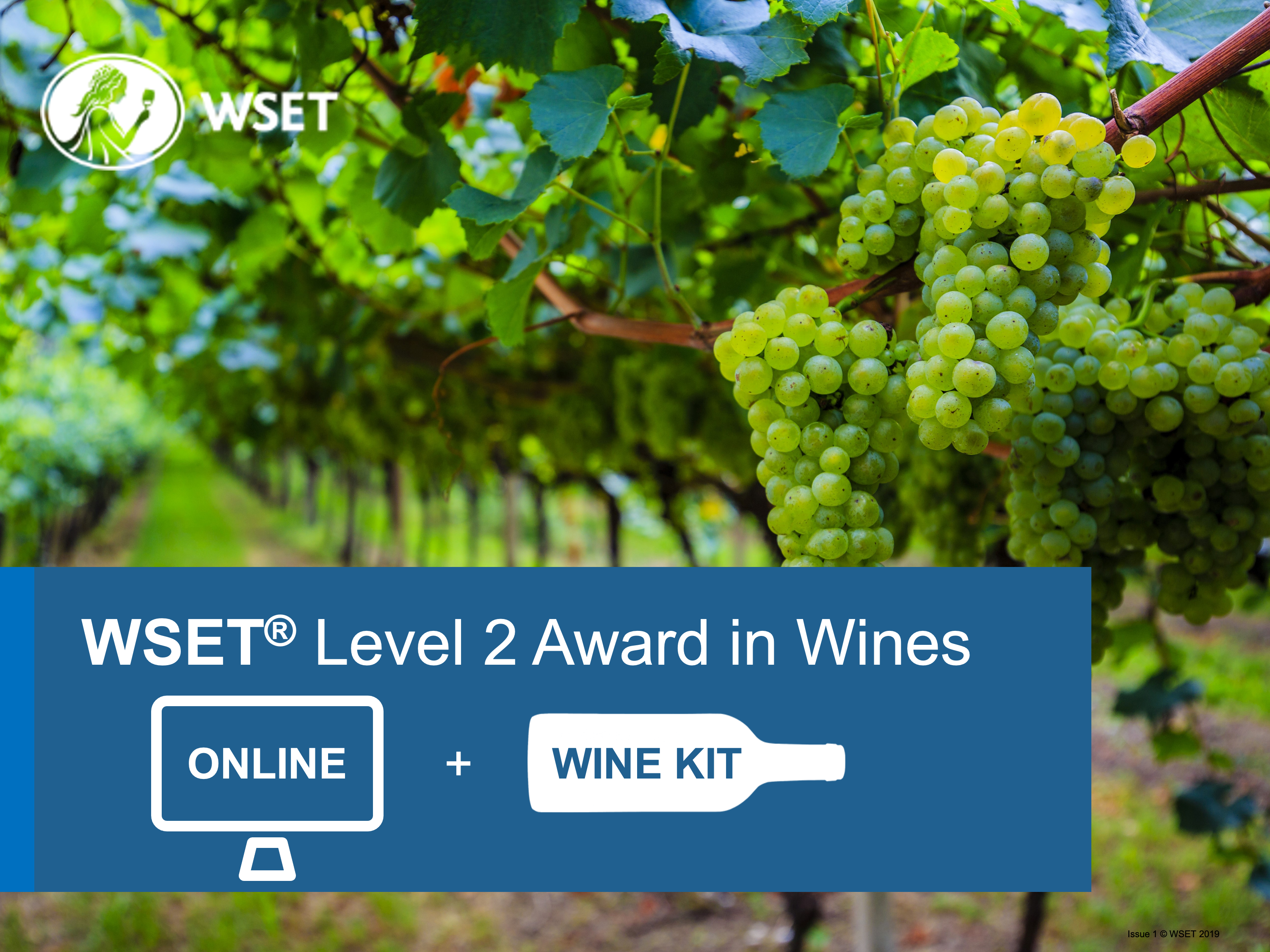 WSET Level 2: My journey in wine studies - Cape of Good Wine